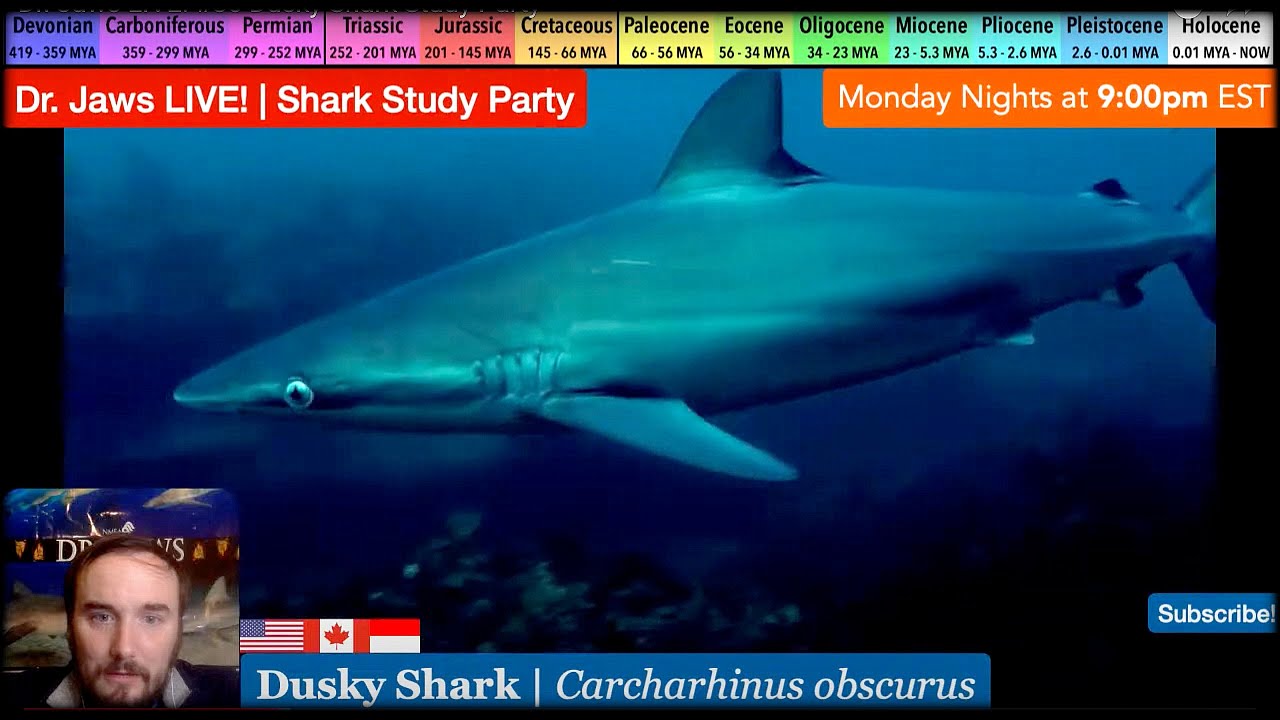 Dr. Jaws LIVE! #86 Dusky Shark Study Party