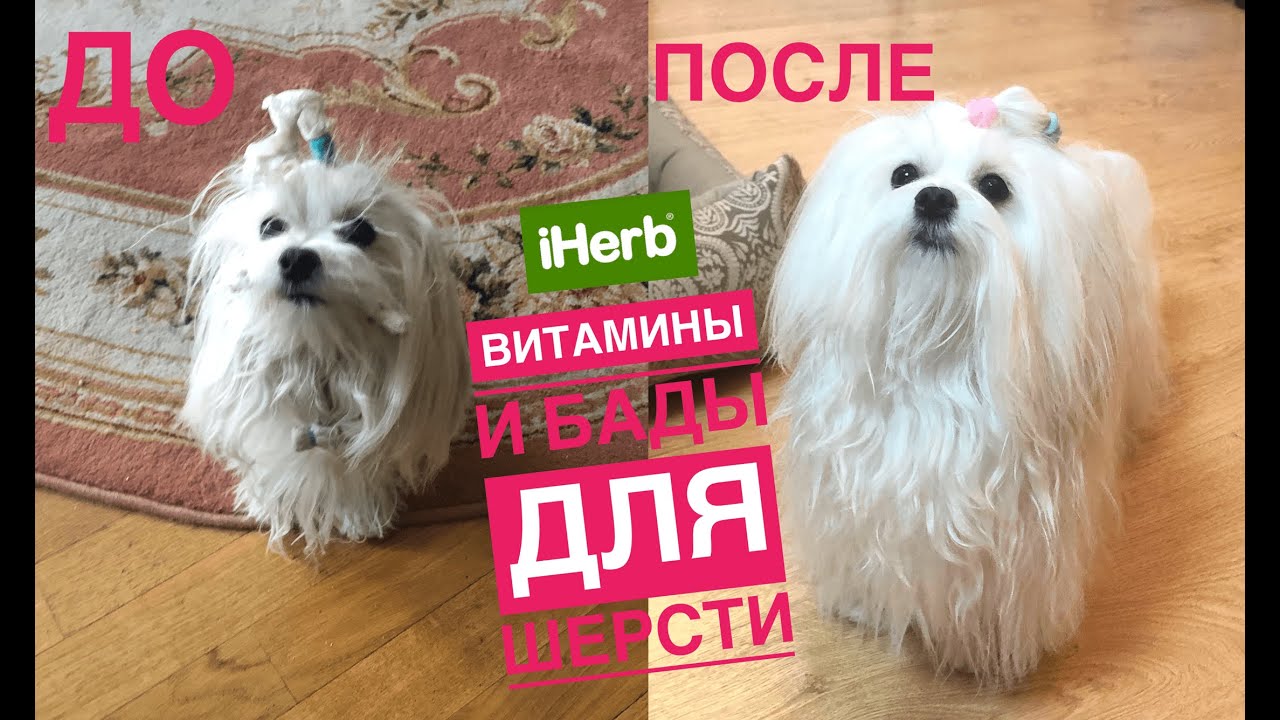 Витамины и БАДы для собак с  iherb, утренний утренний уход за мальтийской болонкой Иви.(влог 2)