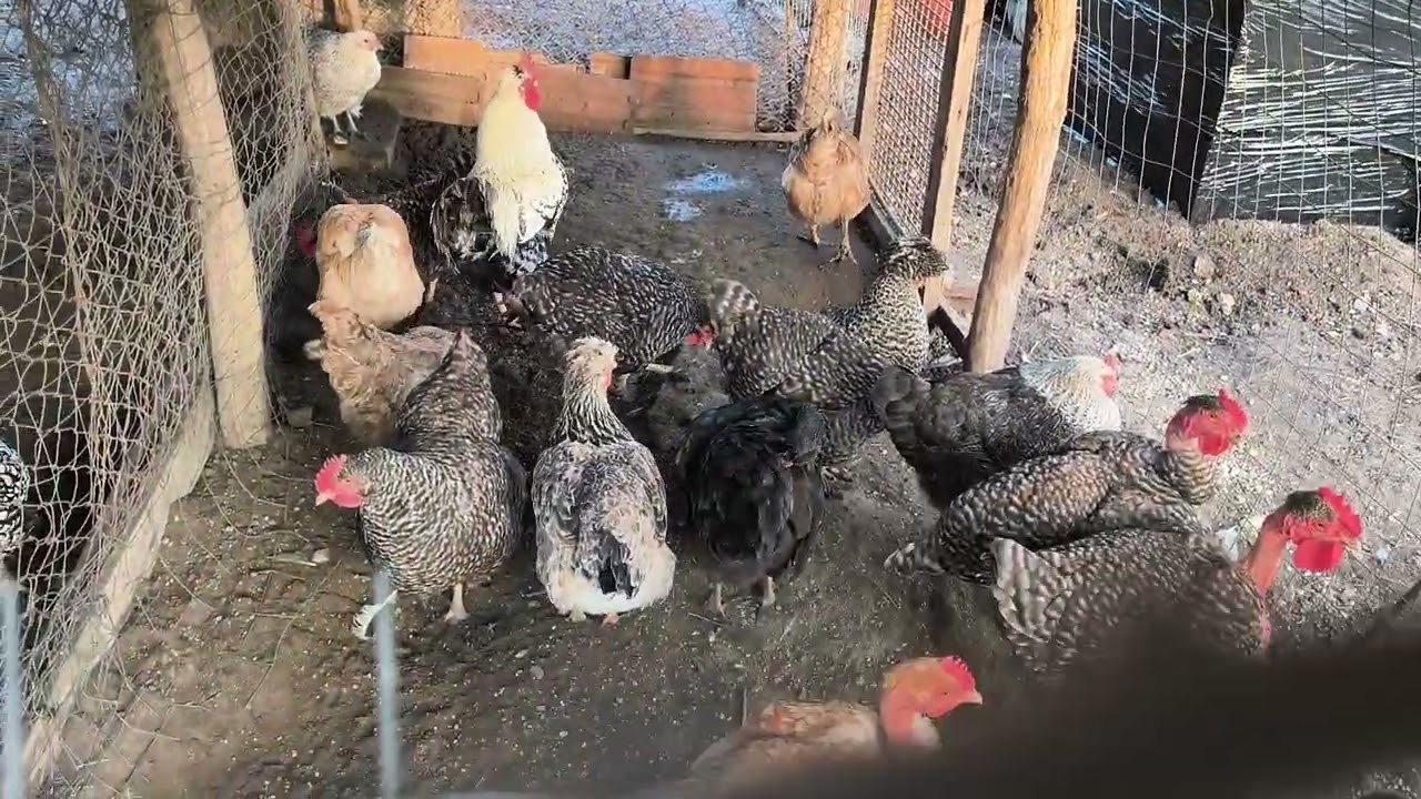 Păsările + multe noutăți + am adus 🐑 acasă !