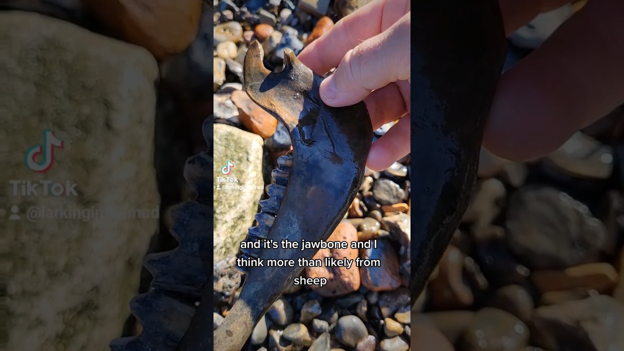Mudlarking on the Thames  - From the Slaughterhouses on the Thames