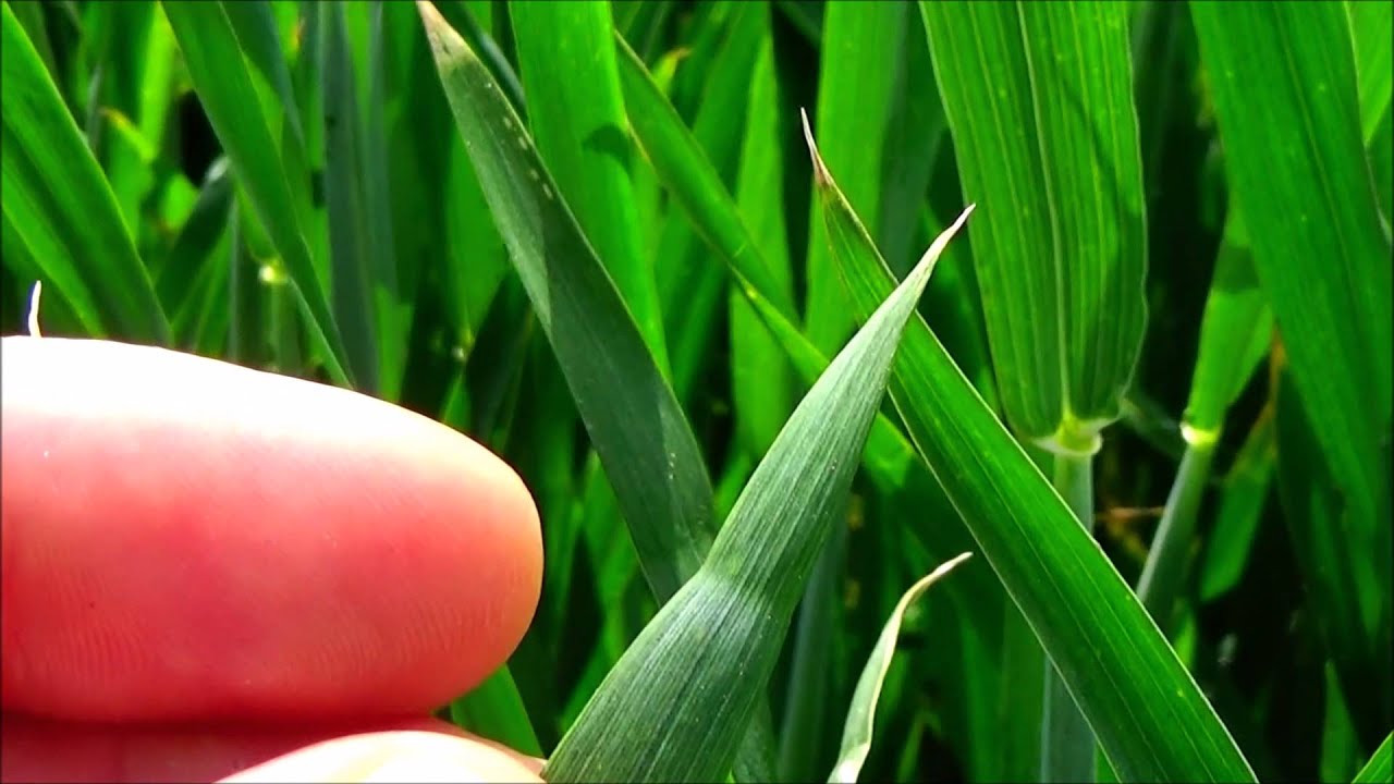 Agro Blog odcinek 1 wprowadzenie