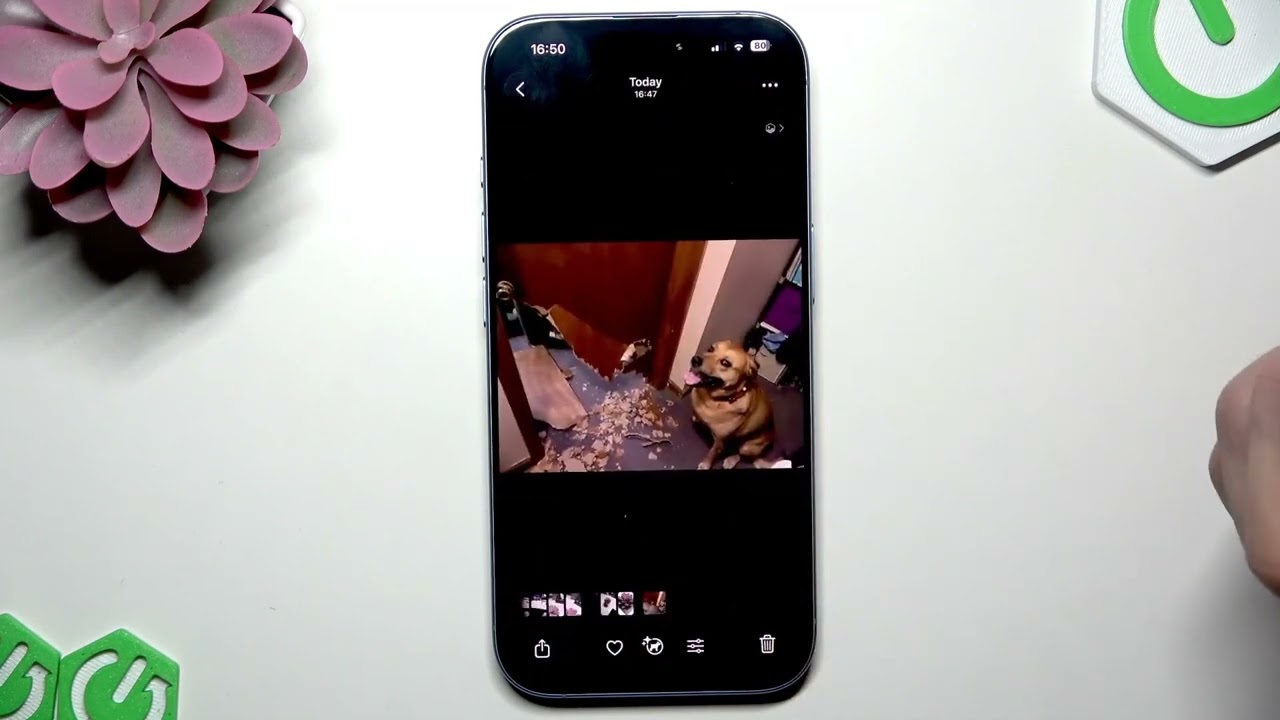 iPhone 17 – Visual Look Up ile Bitkileri ve Evcil Hayvanları Tanımlama
