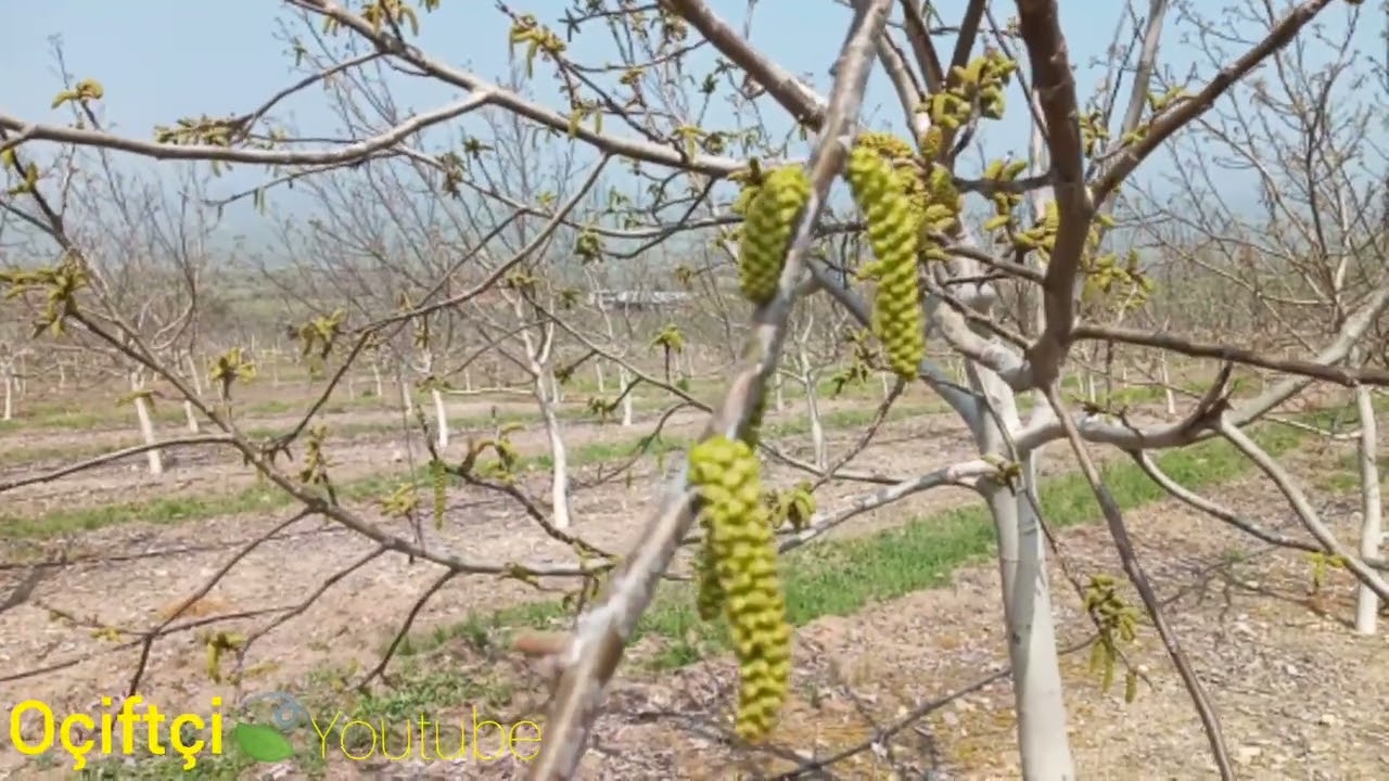 2025 CEVİZ SEZONUMUZU AÇTIK CEVİZDE İLK BAKIR UYGULAMASI