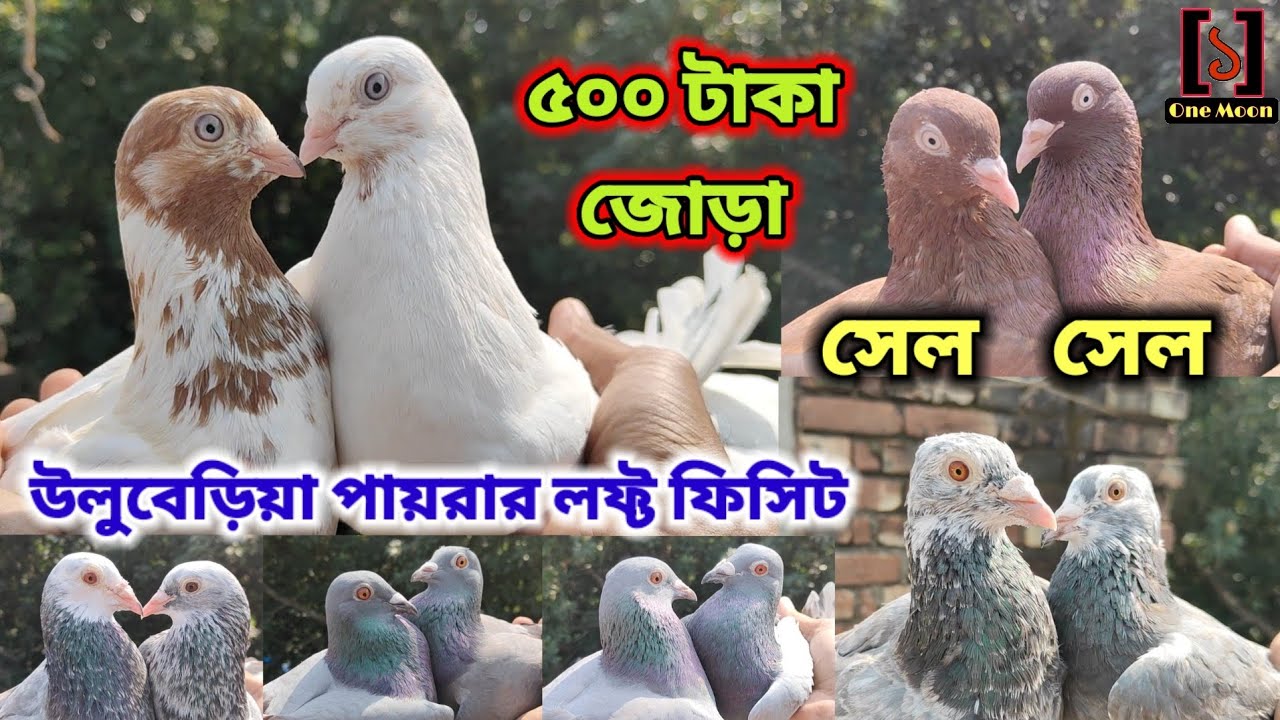 ৫০০ টাকা জোড়া কবুতর সেল হাওড়া উলুবেড়িয়া পায়রার লফ্ট ফিসিট | @OneMoon1 