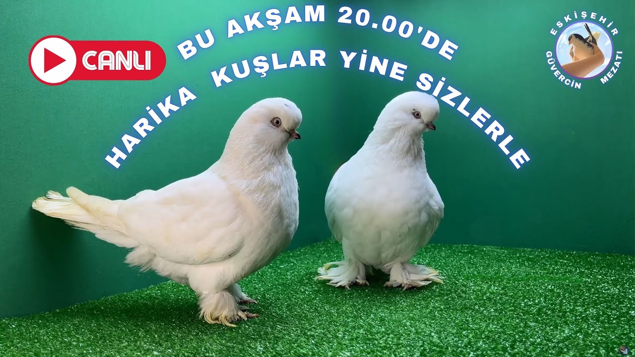 Canlı Güvercin Mezatı Yeni Yılın Son İndirimleri Kaçırmayın! (01.01.2026)