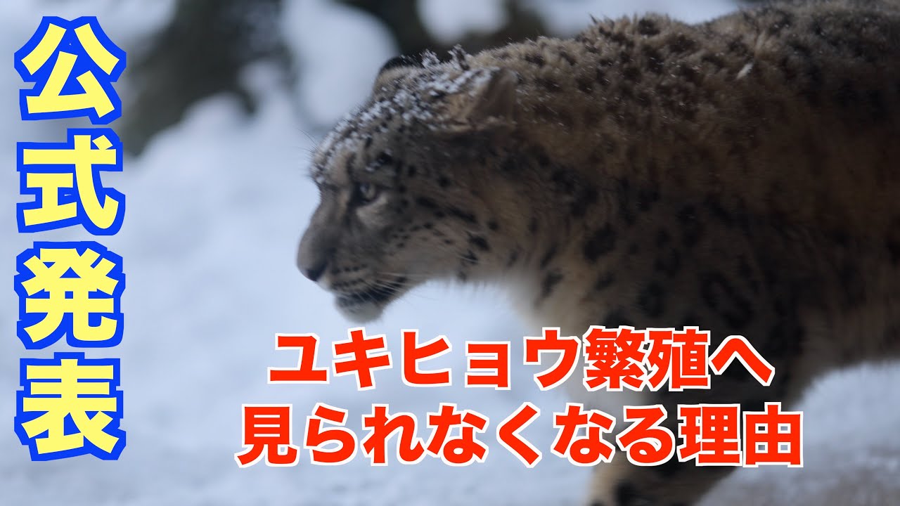 円山動物園 ユキヒョウ繁殖へ｜同居実施と観覧制限について【2026年公式発表】