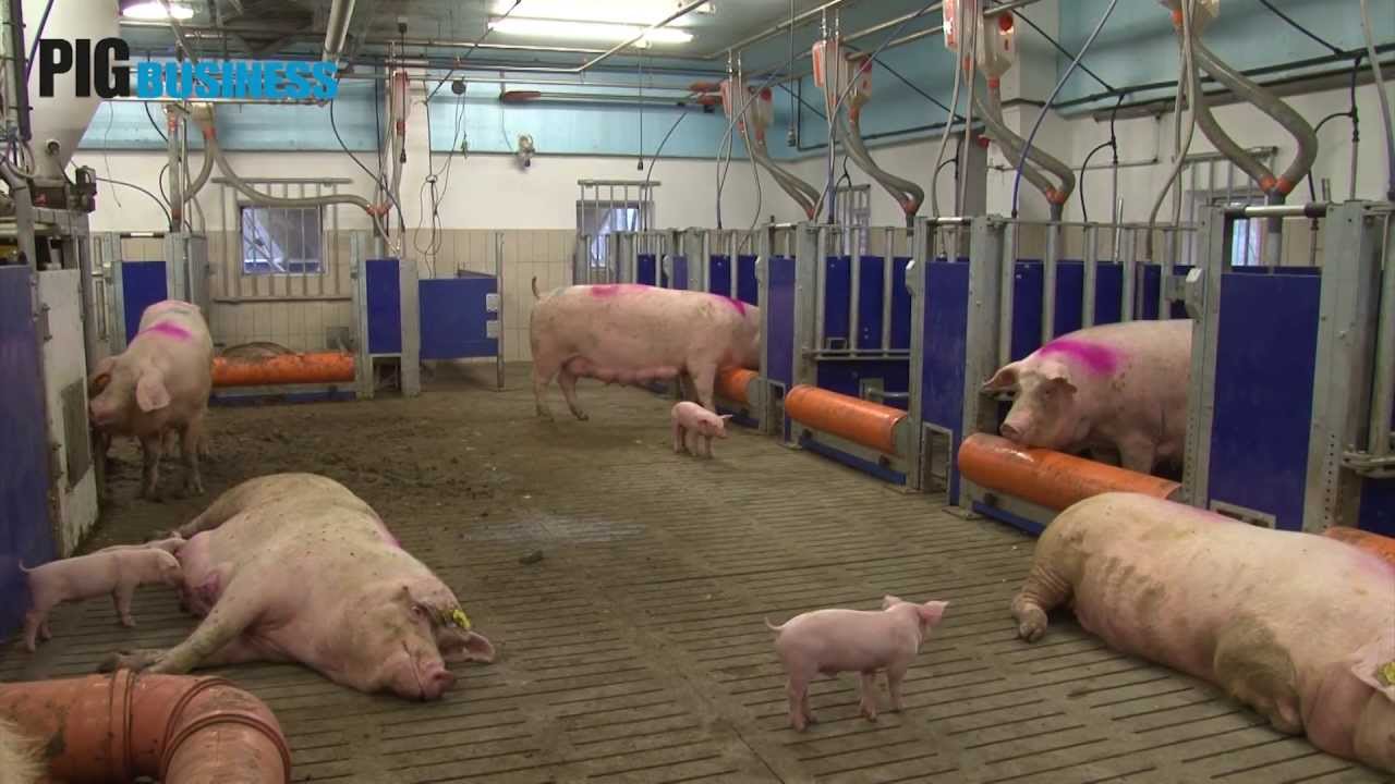 Varkenshouderij in 2030 volgens Big Dutchman