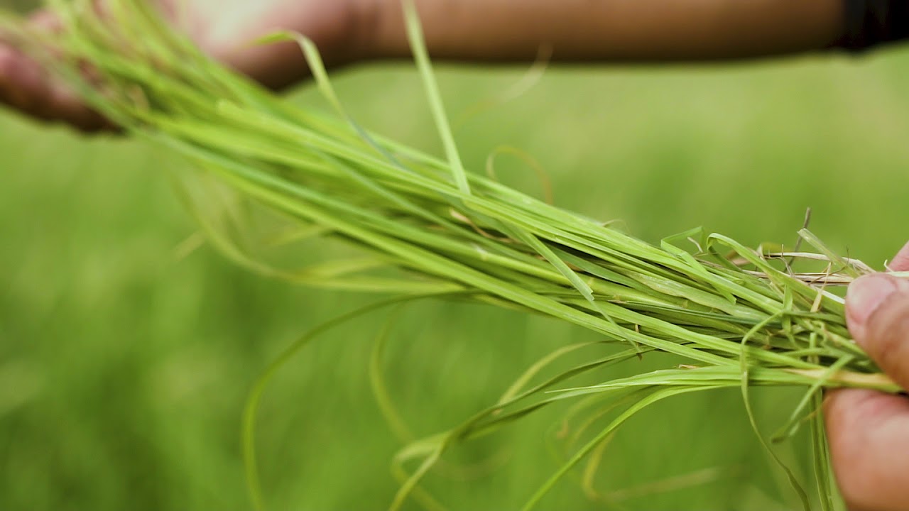 Kohenoor Rhode Grass Seeds