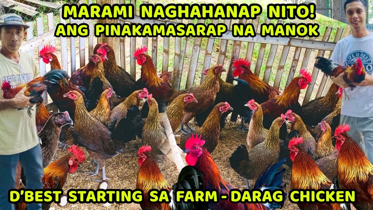 BEST STARTING SA FARM - DARAG NATIVE CHICKEN ANG PINAKAMASARAP NA MANOK - MARAMI NAGHAHANAP NITO!