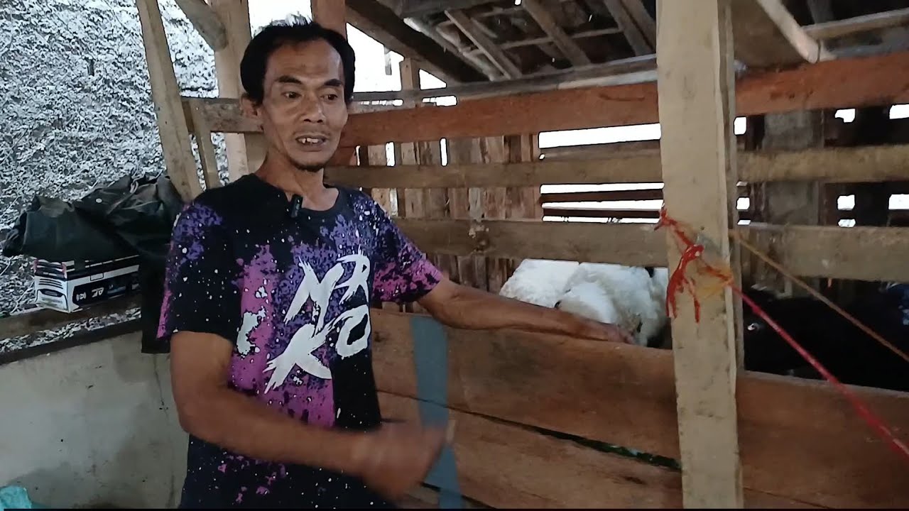 BIAYA KULIAH ANAK DARI BETERNAK DOMBA DI TANJUNGSIANG SUBANG