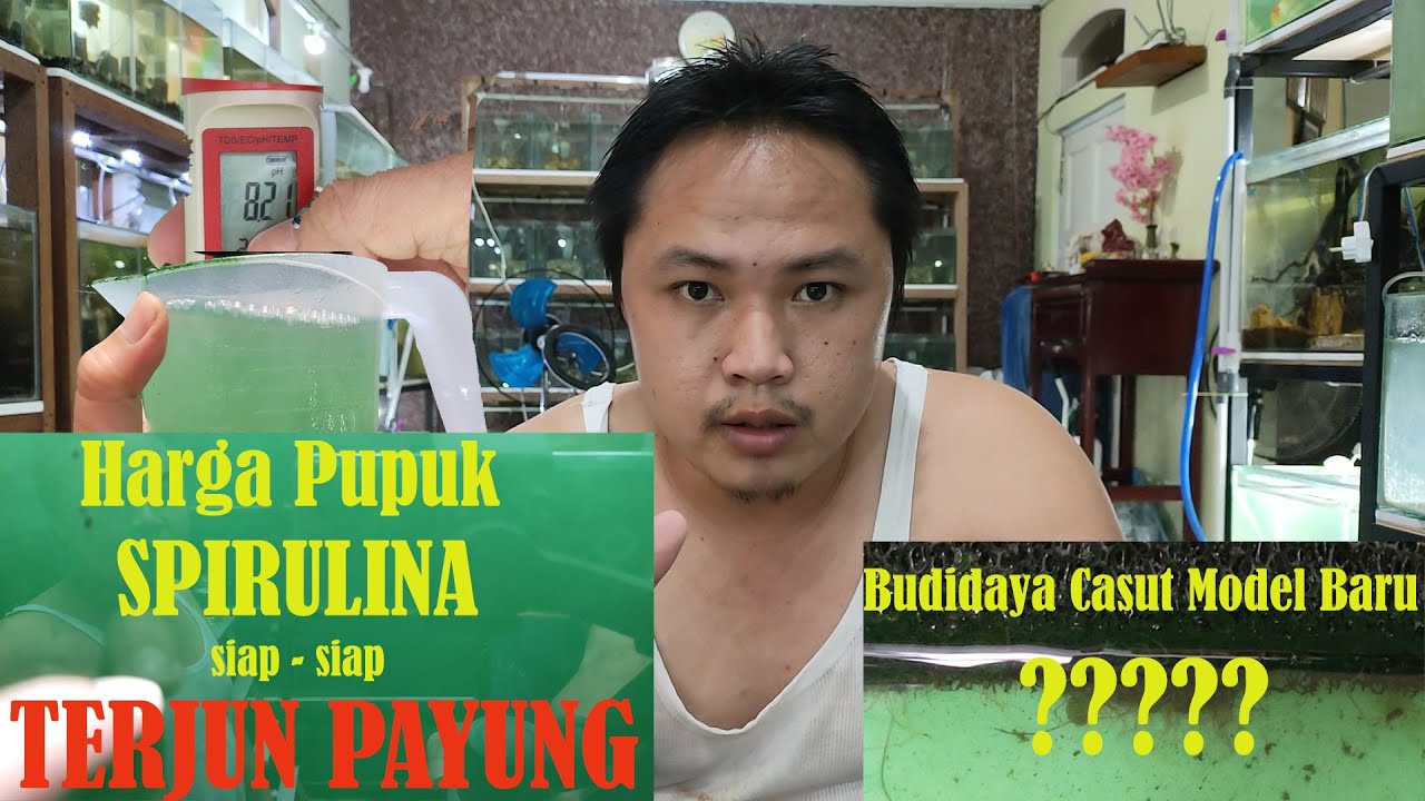Dunia Kultur Spirulina Gempar , Temuan Pupuk Buatan Threebrothers Aquatic Dibagi Gratis