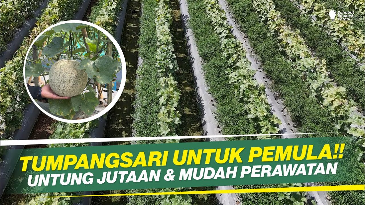 PANDUAN LENGKAP PERAWATAN TUMPANGSARI CMK & MELON DI LAHAN BEKAS ‼ COCOK UNTUK PEMULA ‼