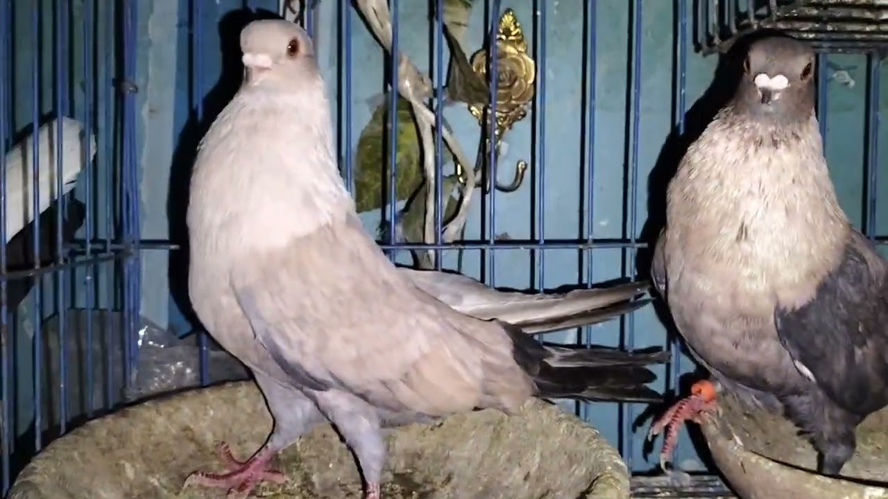 عروض حمام للبيع لدي محل المحترفين قص أزرق قطيفة للبيع والتواصل علي رقم 01226557133 01065684476