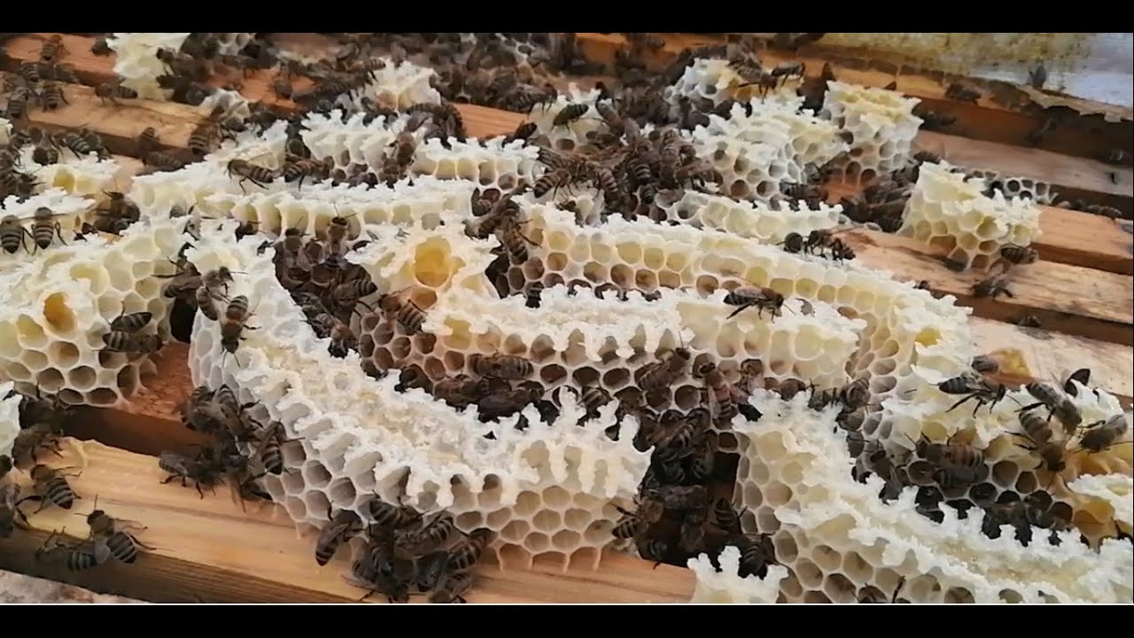 Bal akımında nasıl petek verilir. beekeeping. Arıçılıq. arıcılık