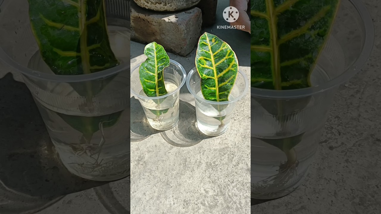 How to grow croton plants from leaves//Growing croton plants from leaves #shorts #trending#ytshorts