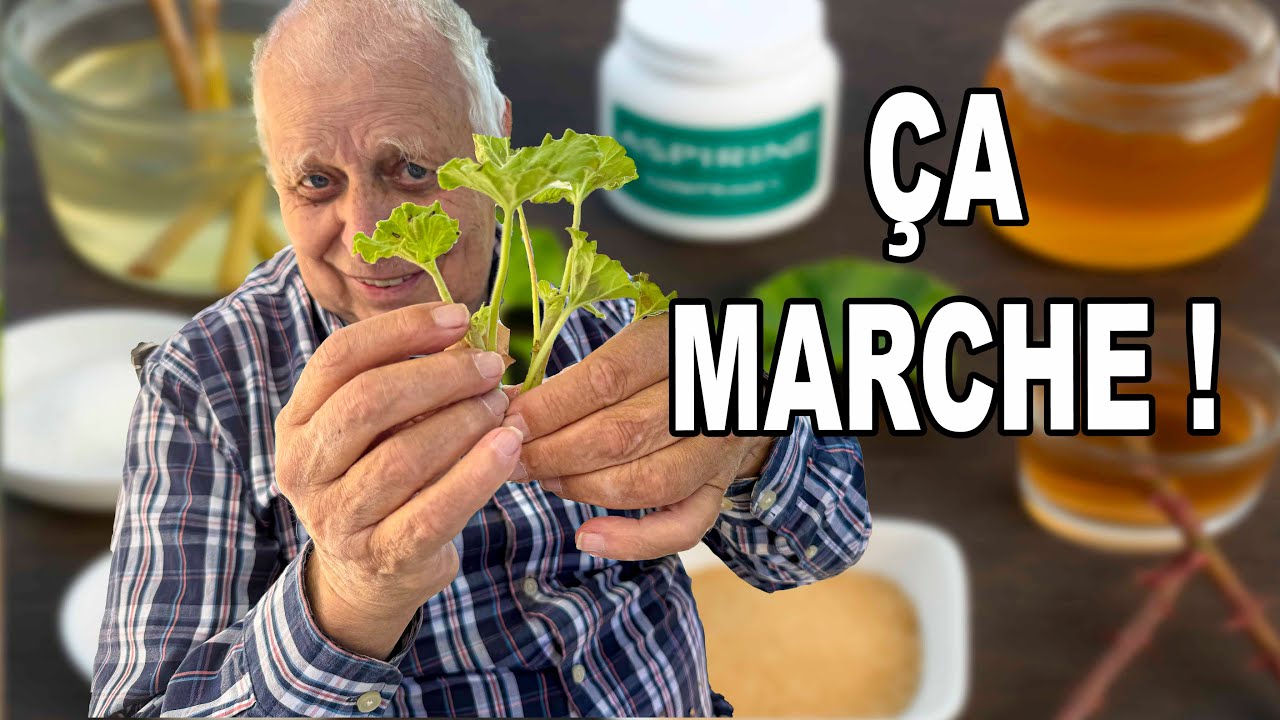 Les Meilleures Hormones de Bouturage Naturelles (Testées !)