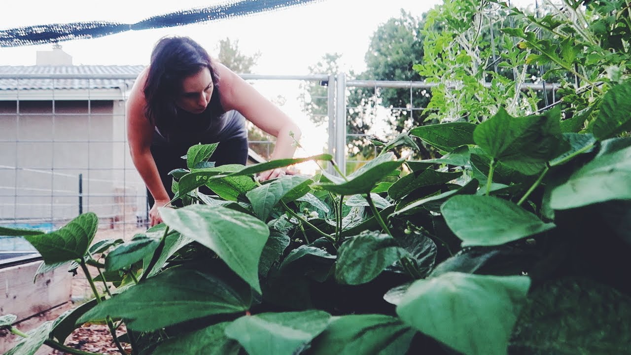 Planting Heat-Loving Veggies in the Summer in Arizona