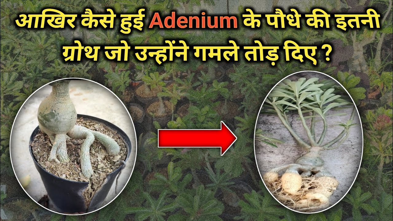 Out Standing Growth of Adenium Plant || Adenium के कौडेक्स  को मोटा कैसे करें ? || Adenium Tips