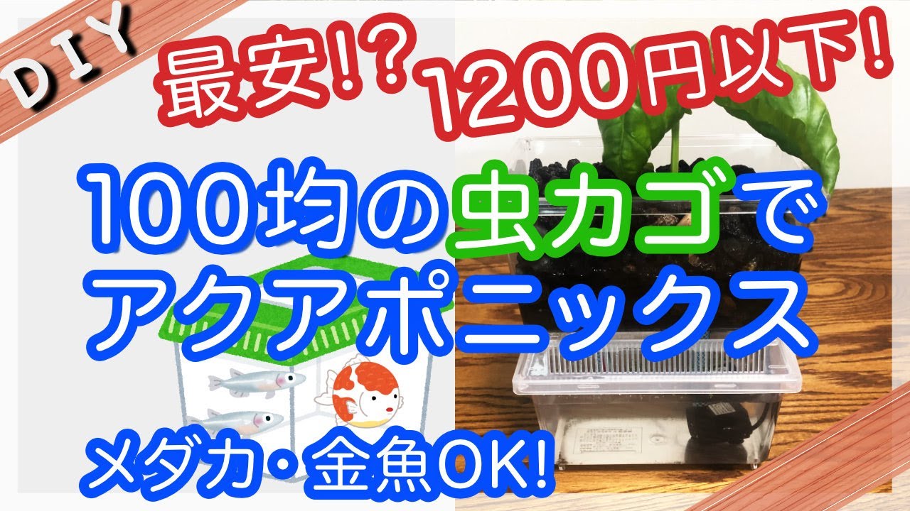 【約1000円】低予算でつくるアクアポニックス【自由研究】