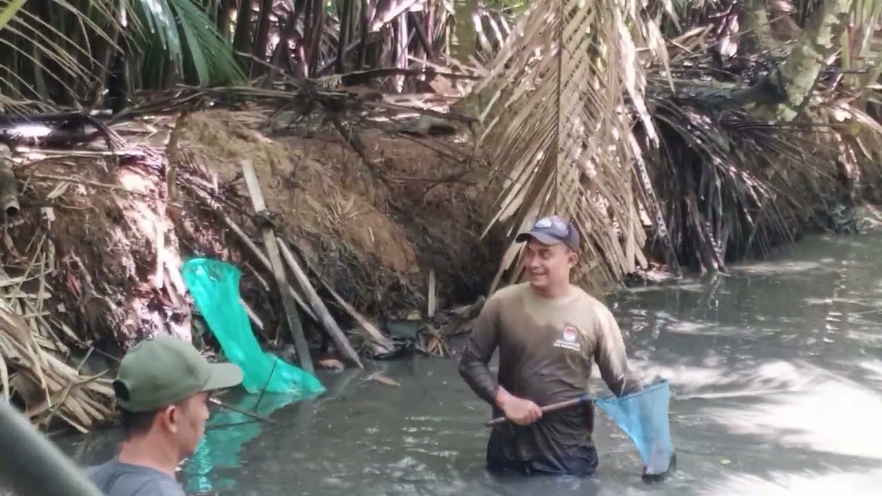 IKAN BELANAK MASUK KOLAM