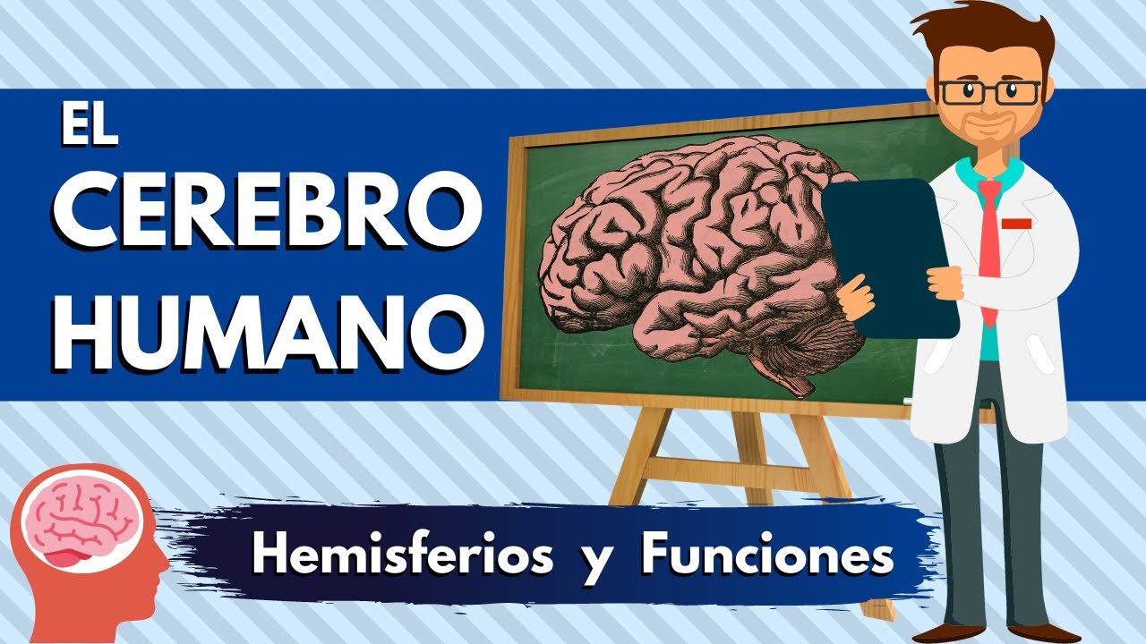 el CEREBRO para Niños | ¿Cómo aprende nuestro cerebro? | Videos Educativos Para Niños