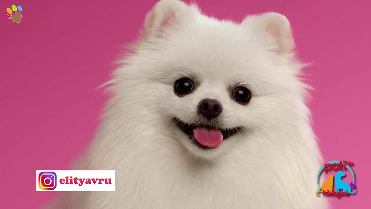 Beyaz Pomeranianları Can Paksoy anlatıyor