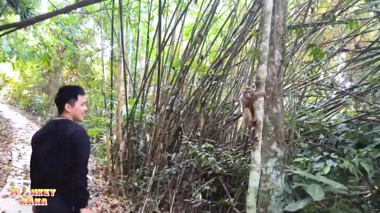 Dad was happy to see Monkey Kaka happily climbing and playing on the deserted island.