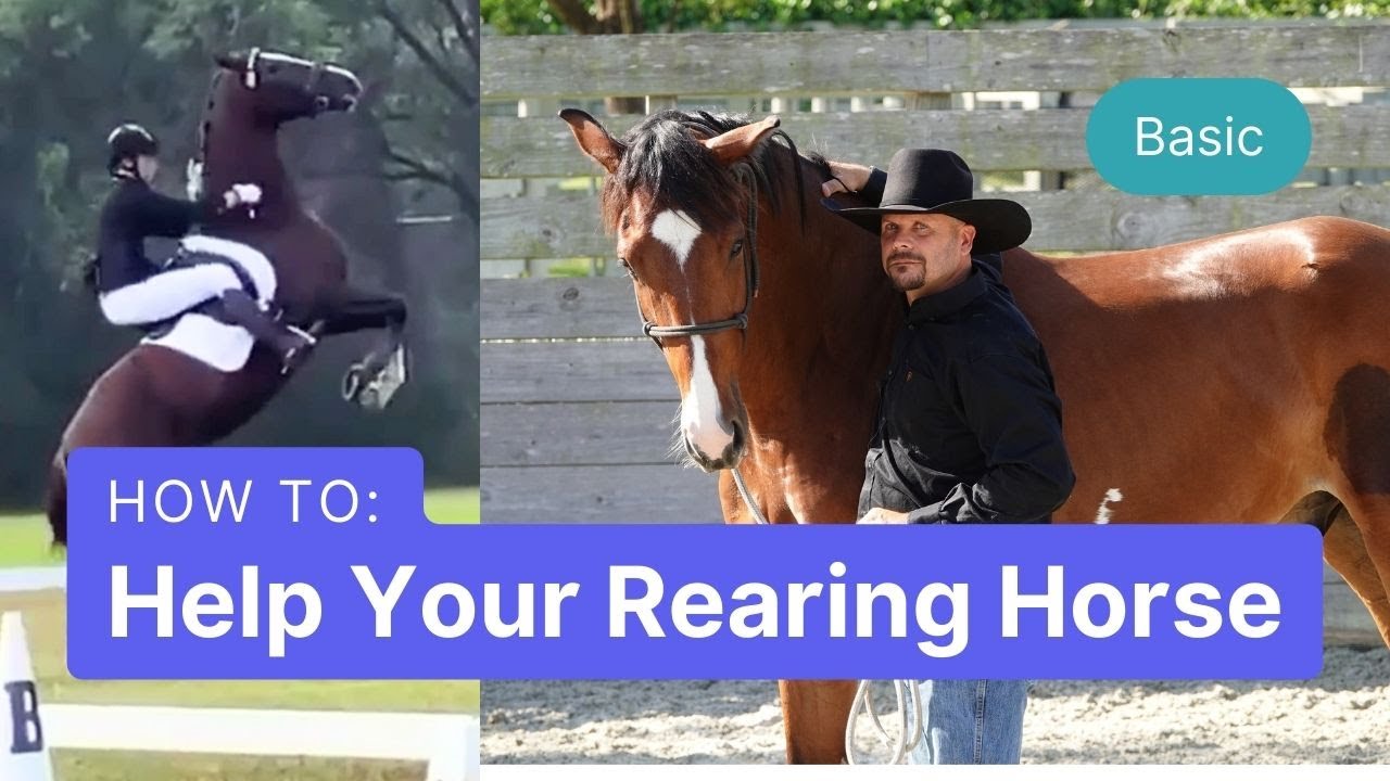 How To Help Your Rearing Horse with Groundwork