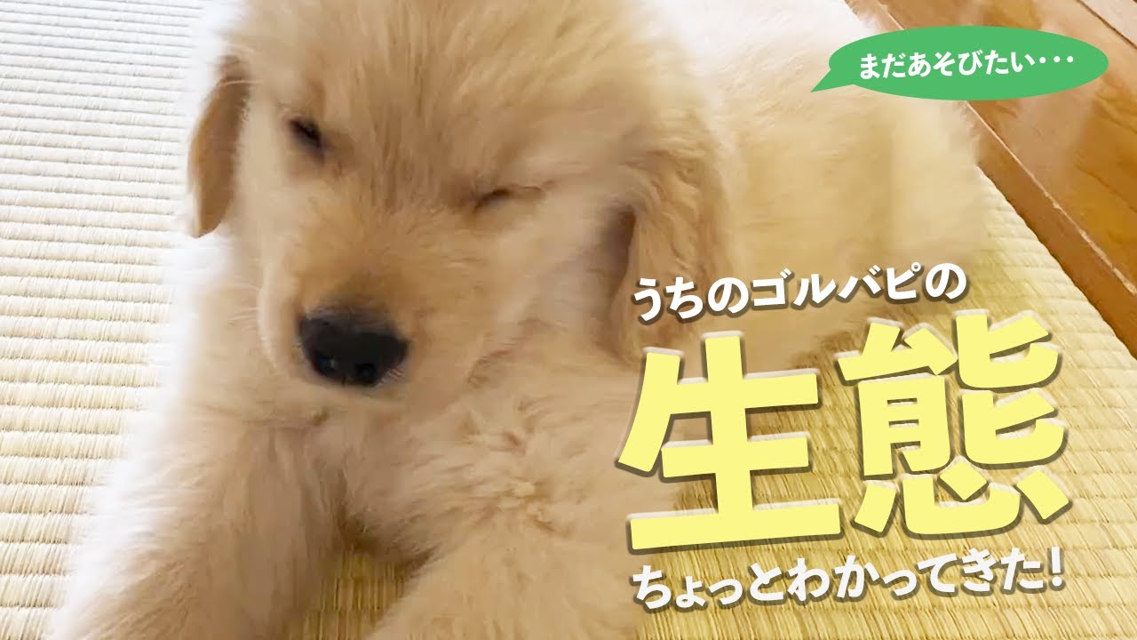 【ゴルパピ】飼い始めて3日目！ 少しずつゴールデンレトリバーの仔犬の生態がわかってきた！