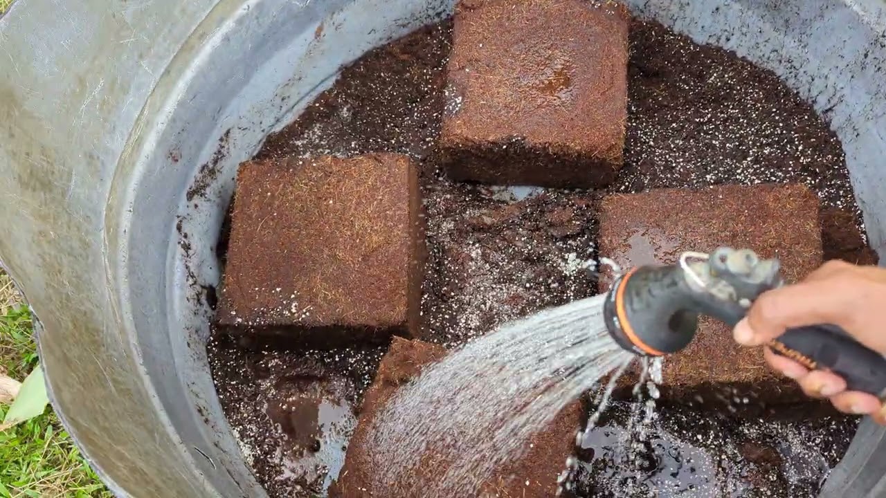 Hydrating Cocopeat for planting