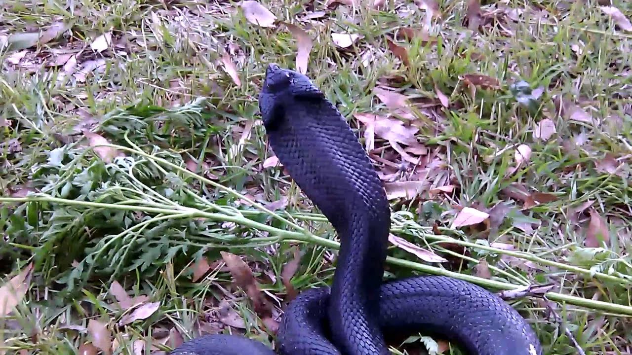 Spreading Adder imitating Cobra