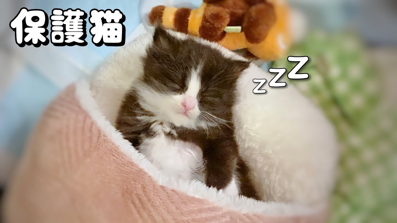 【保護猫】はじめてのカリカリが美味しすぎたのか満足して熟睡する子猫が可愛すぎるww