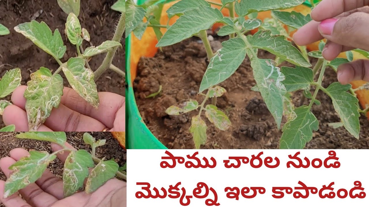 Leaf miner treatment | leaf minear insecticide | leaf miner control pesticides | organic pesticide