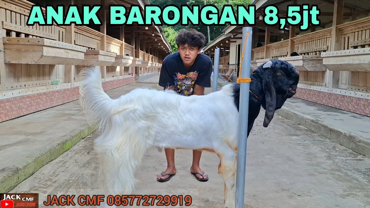 DI JUAL.. ANAK BARONGAN 8,5JT SIAP ACTION