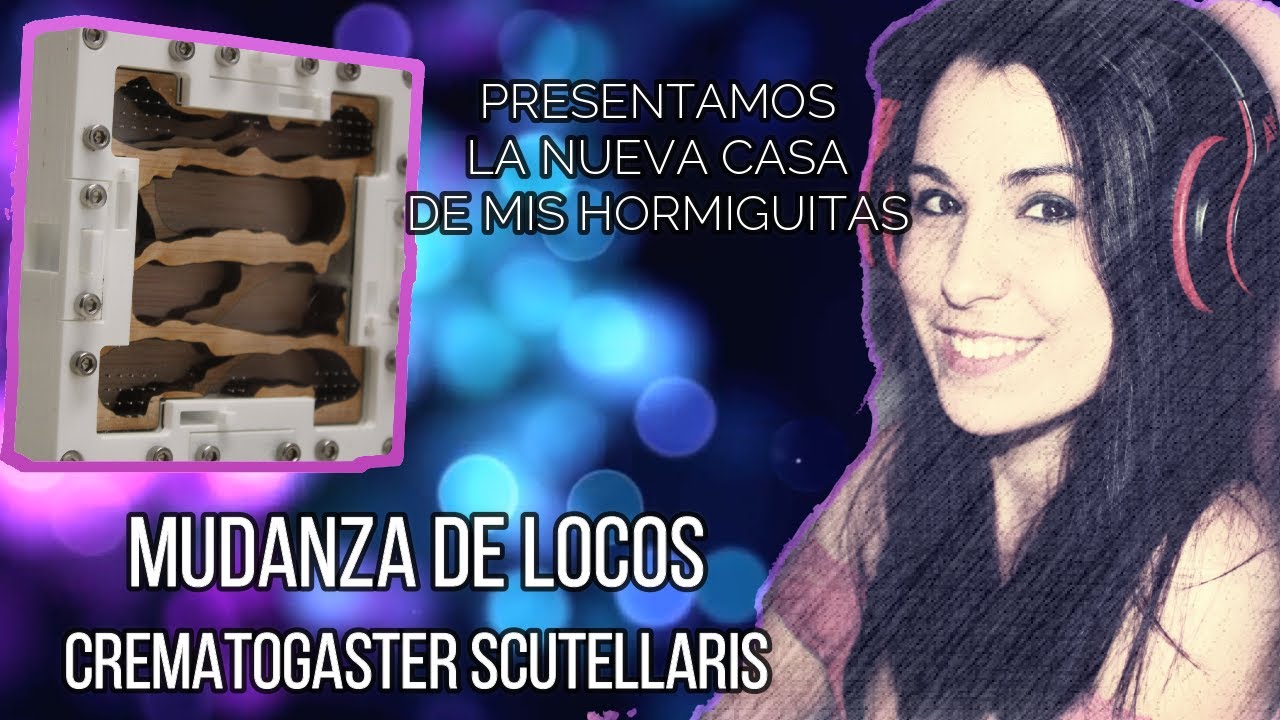 ¡MUDANZA DE LOCOS! Primera parte CREMATOGASTER SCUTELLARIS.