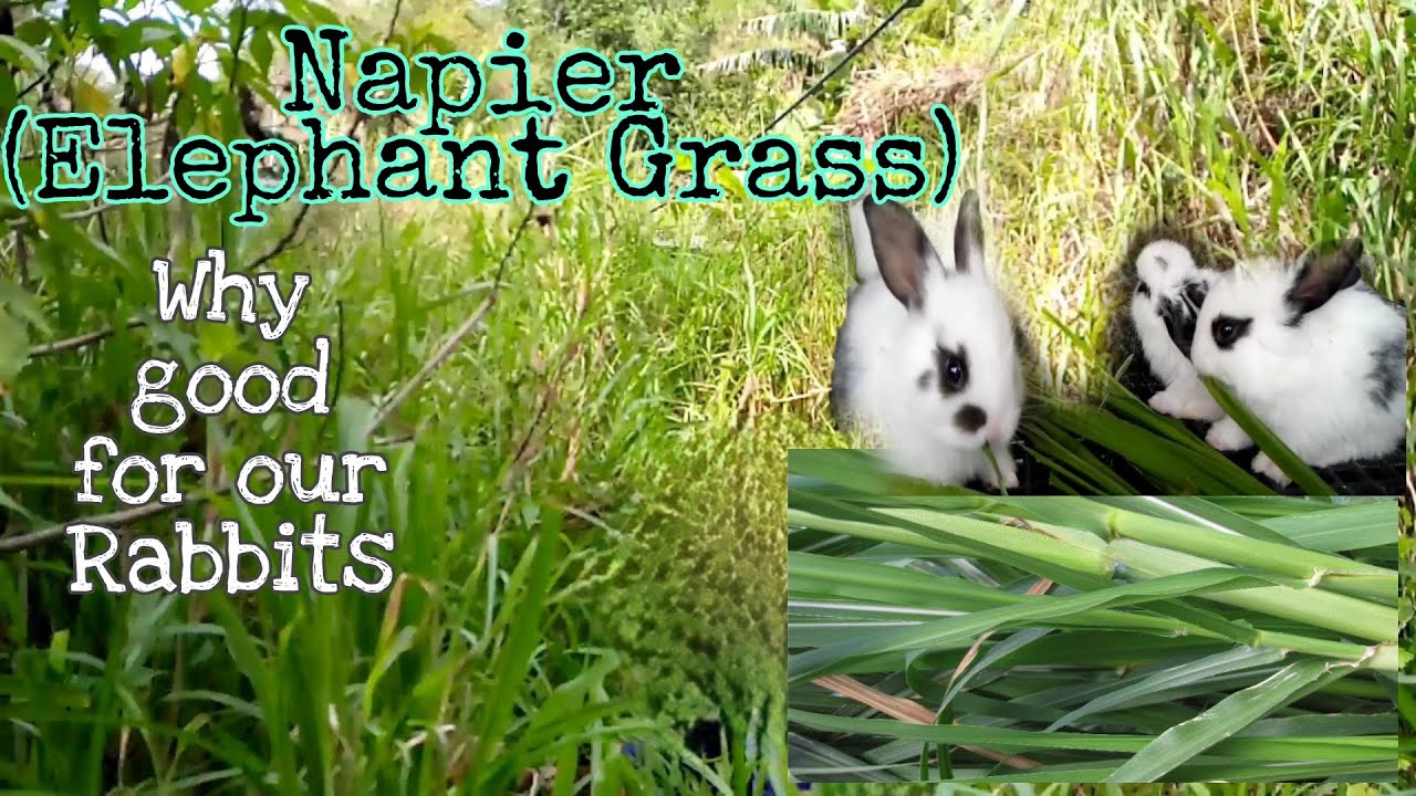 Napier (Elephant Grass) For Our Rabbits