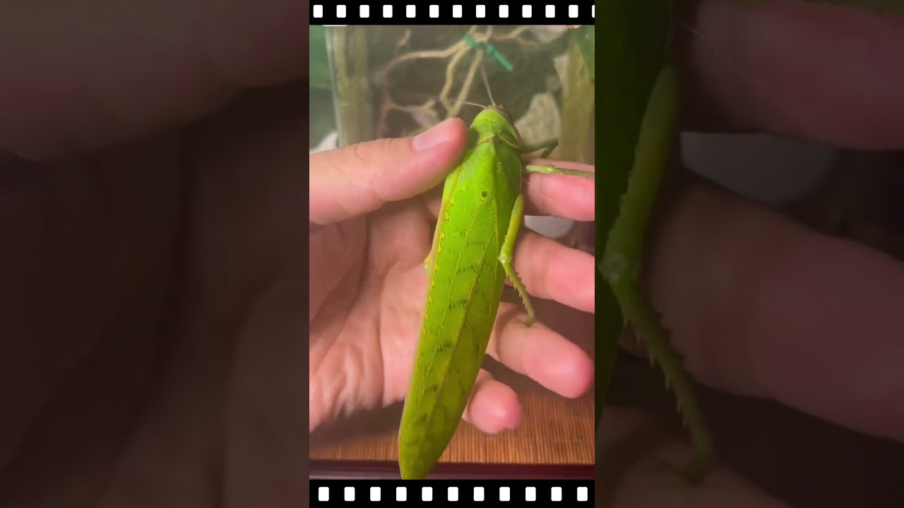 Grasshoper #insects #grasshoper #short