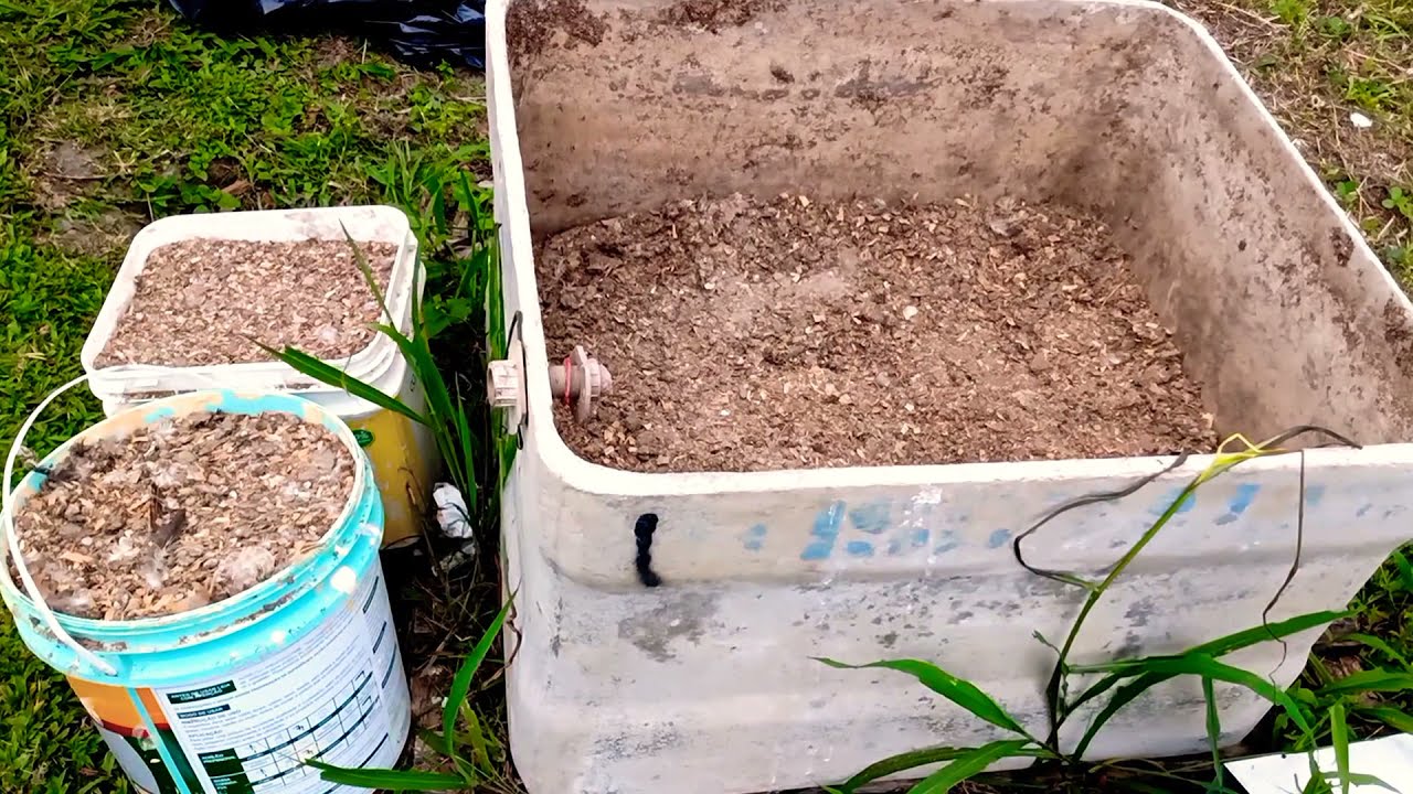 COMO CURTIR ESTERCO DE GALINHA PARA USAR COMO ADUBO | FERMENTAÇÃO DA CAMA DE FRANGO