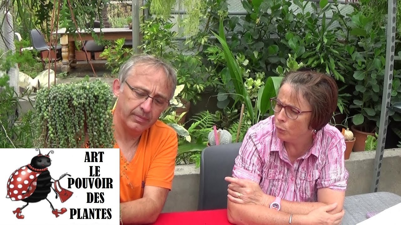 Tuto jardinage: Senecio rowleyanus: Comment faire une bouture : plantes vertes, succulente, grasse.
