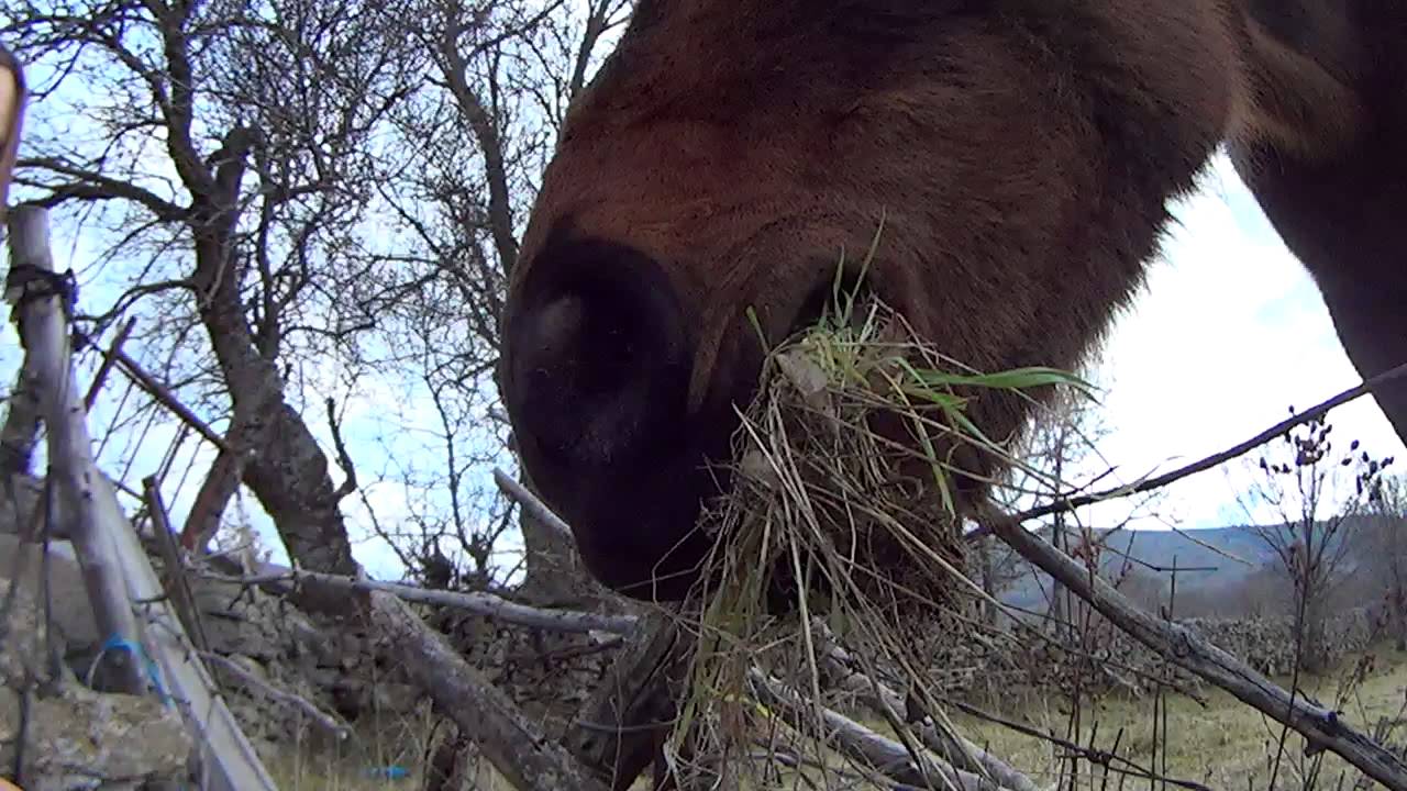Caballo comiendo - Cámara superlenta 120fps