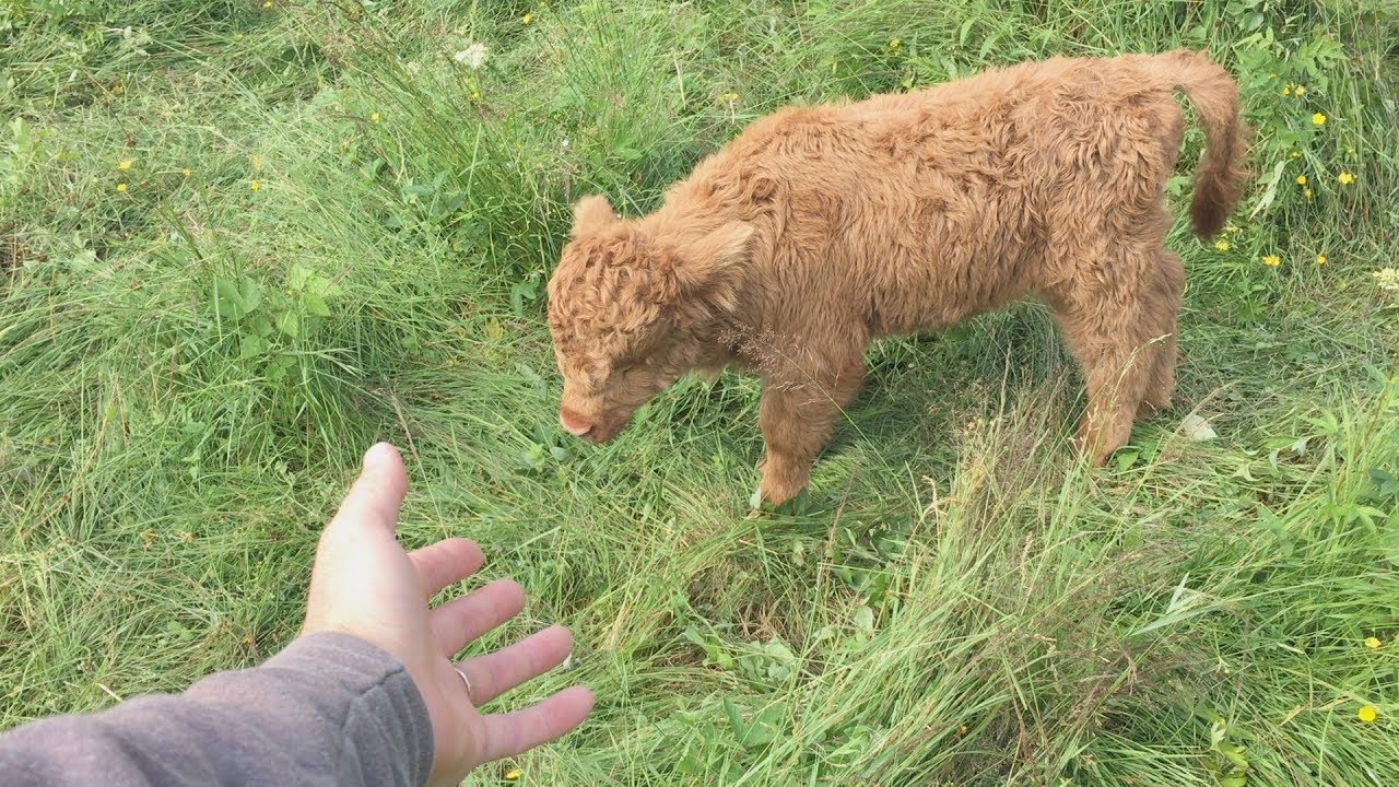 Этот теленок пережил самое ужасное начало своей жизни, какое только можно себе представить.