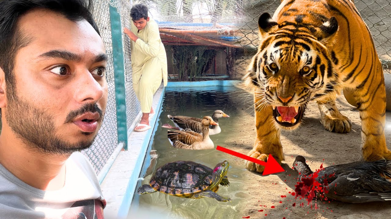 Tiger ne Big Duck Khaa li or Fight hogai zoo me