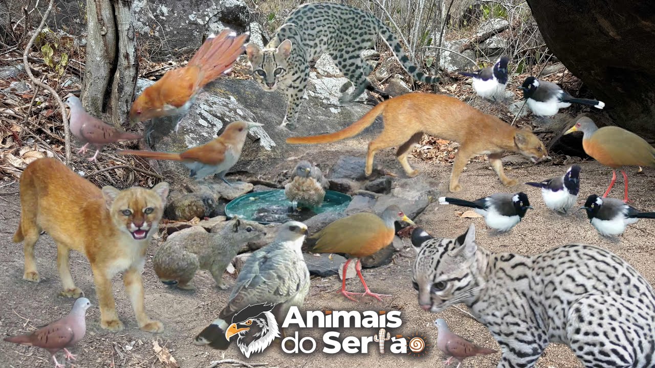 TRANSFORMEI UM LOCAL SECO EM UM PONTO DE VIDA – ANIMAIS NÃO PARAVAM DE CHEGAR