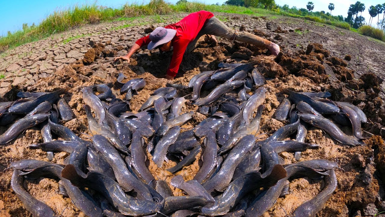 Unique Fishing, Best Fishing Skills - catch a lot of fish at rice field by best hand a smart man