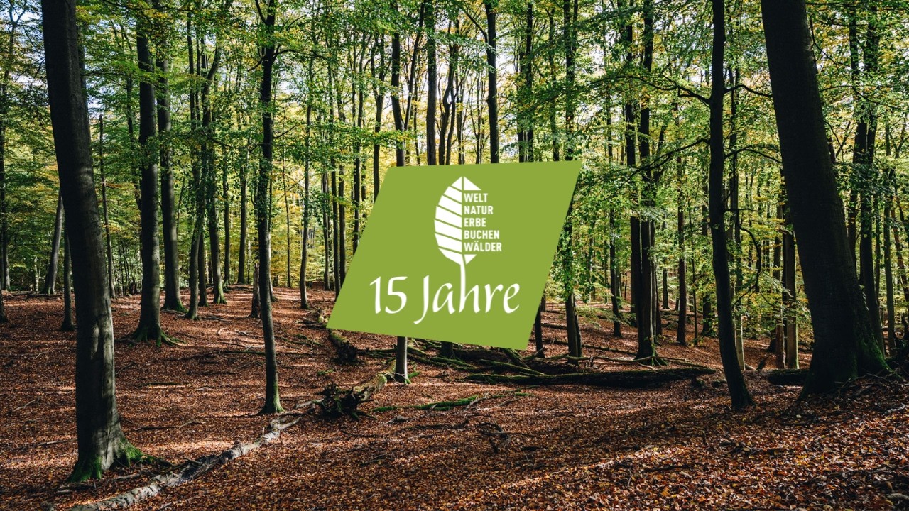 15 Jahre Weltnaturerbe Buchenwälder – ein Grund zu feiern! 🎉🌳