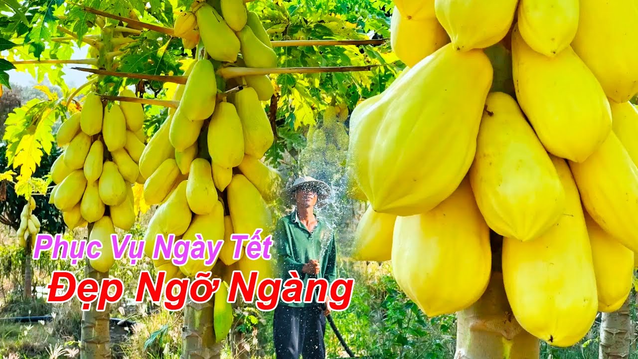 Ngỡ Ngàng Trước Cánh Đồng Đu Đủ Vàng Óng Ánh Đón Tết