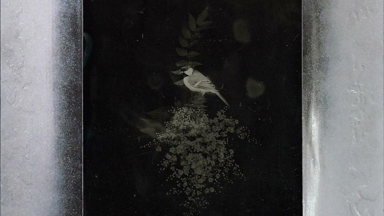 Daughter - Dandelion (Koa Remix)