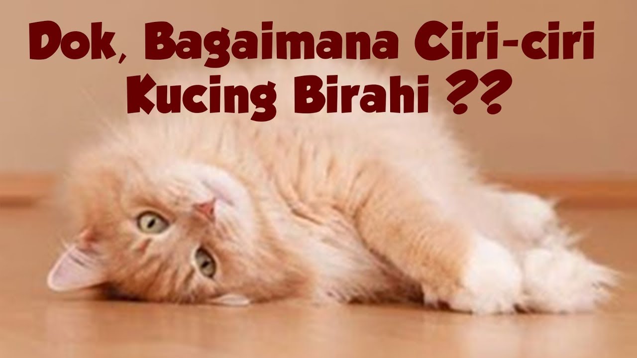 Masa Birahi Kucing ?!?