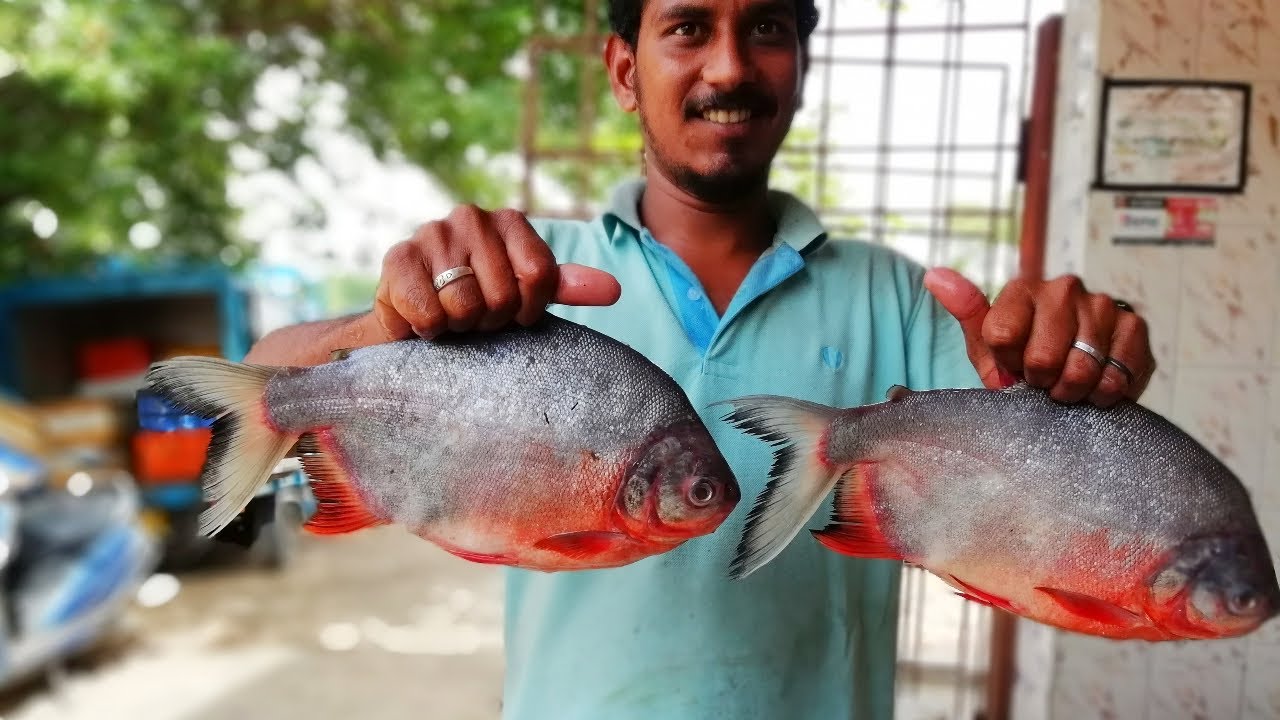 Rupchanda Fish Recipe | How To Clean & Cook Big Red Pomfret Fish Curry | Cooking Red Pomfret Fish