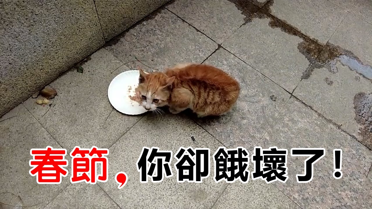 一隻小橘貓一直叫，一直叫，給牠拿來食物後，狼吞虎咽的樣子讓人心酸！
